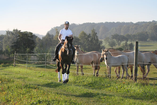 During the last hot days stablehand Marko Vogel uses the cool morning hours for training the horses in the open country.