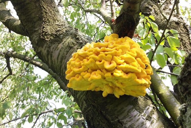 A console shaped fruit of the Laetiporus in an old cherry tree