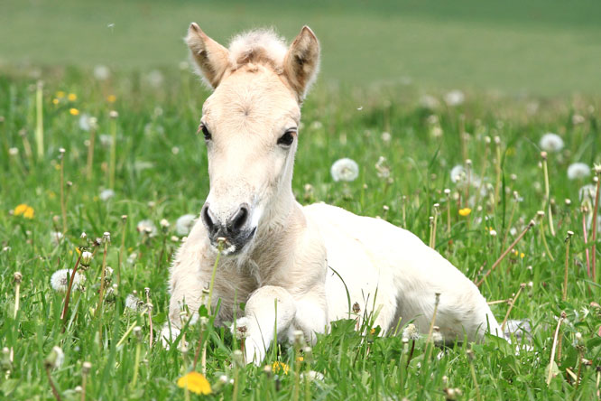 Spring comes to the estate - we are looking forward to newborn foals.