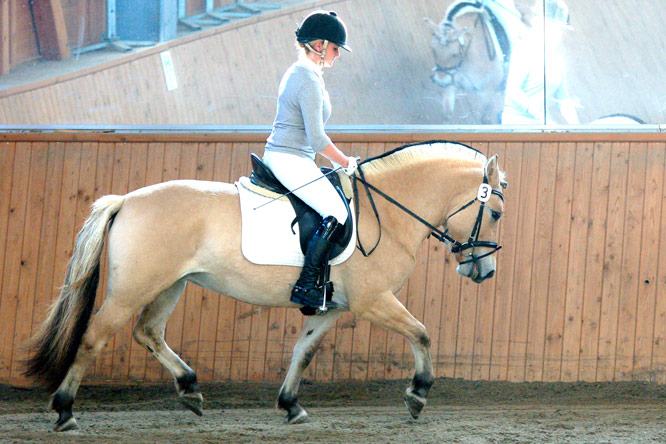The Fjord champion mare during the Mare performance test in Erbach 2013 - Lavina LGKS