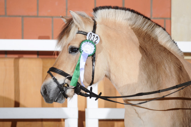 Winner in the category Fjord at the licensing event for small horses and special races in the horse centre Wickrath castle in 2015