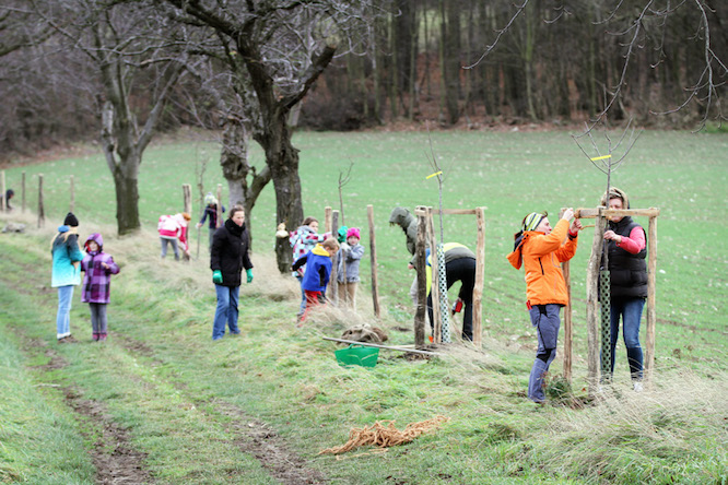 To plant trees together is a joy for all participants and revives old meadows and trees.