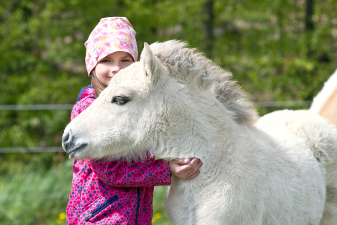 Young horses are not worked at the LGKS, but learn from birth to build trust and respect for the people.