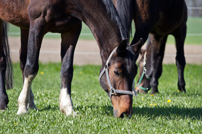 Все лошади в ЛГКС живут в социально приемлемых небольших группах, в которых они могут оптимально развиваться душой и телом.