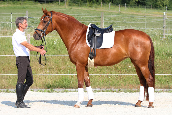 High quality offspring for dressage - Fourth Generation LGKS from Farewell III