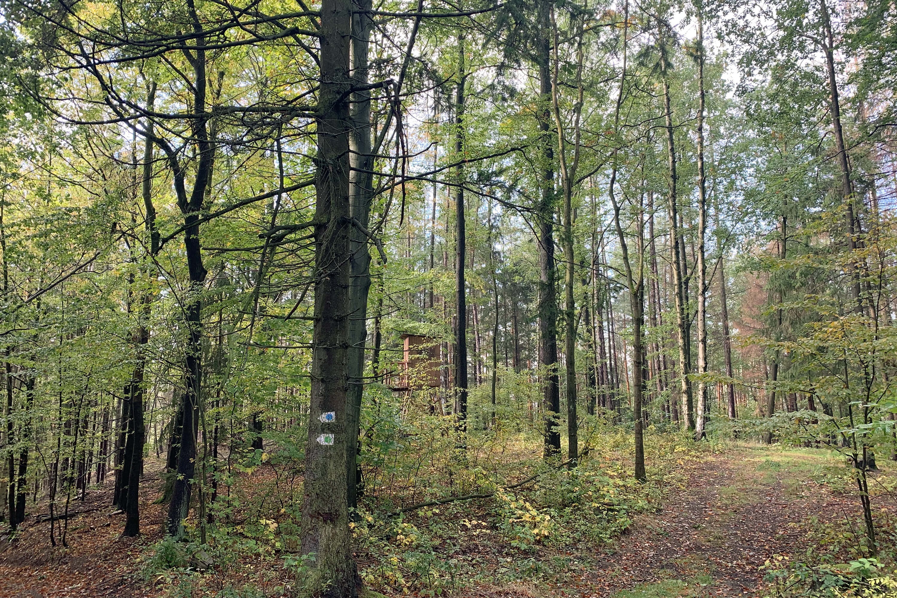 Die Wälder am Lederberg in herbstlichem Gewand.