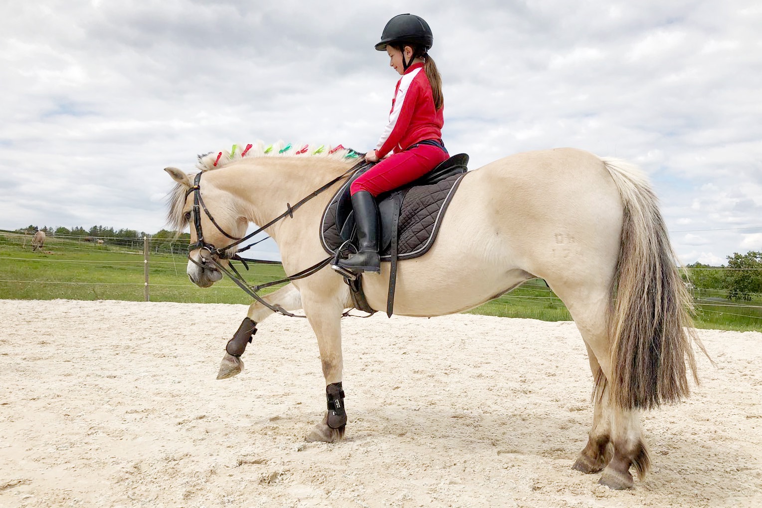 Spielerische Gleichgewichtsübung schafft Vertrauen zwischen Pferd und Reiter.